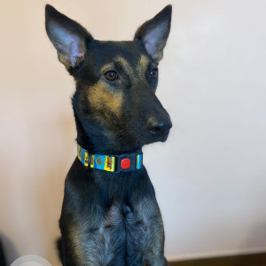 Missing: Black and Brown Male Indie Dog from Rameshwaram cafe, Indiranagar