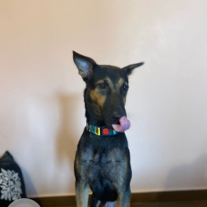 Missing: Black and Brown Male Indie Dog from Rameshwaram cafe, Indiranagar-2