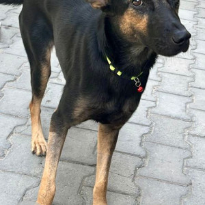 Missing: Black and Brown Male Indie Dog from Rameshwaram cafe, Indiranagar-3