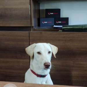 Missing: White Male Indie Dog from Ganga Aashiyana Society, Thergaon Road, Chinchwad, Pune-4