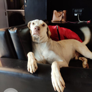 Missing: White Male Indie Dog from Ganga Aashiyana Society, Thergaon Road, Chinchwad, Pune