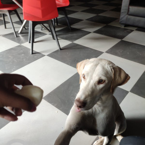 Missing: White Male Indie Dog from Ganga Aashiyana Society, Thergaon Road, Chinchwad, Pune-3