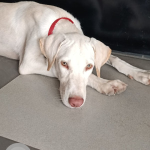 Missing: White Male Indie Dog from Ganga Aashiyana Society, Thergaon Road, Chinchwad, Pune-2