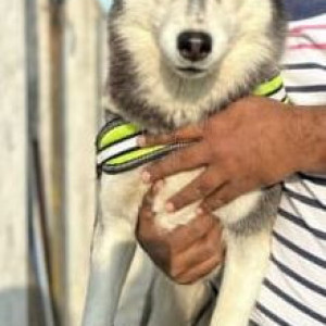 Missing: White and Grey Female Husky Dog from Vidhyanagar near Ratham School Karimnagar-3