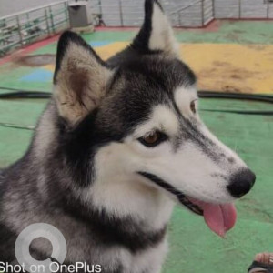 Missing: White and Grey Female Husky Dog from Vidhyanagar near Ratham School Karimnagar-2
