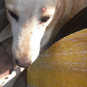 Missing: White-Brown Mix Female Indie Dog from Madangir,  BRT, 50 meters away from mehrauli badarpur intersection-3