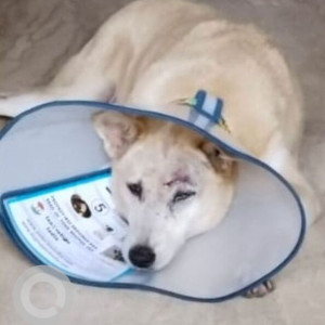 Missing: White-Brown Mix Female Indie Dog from Madangir,  BRT, 50 meters away from mehrauli badarpur intersection-2