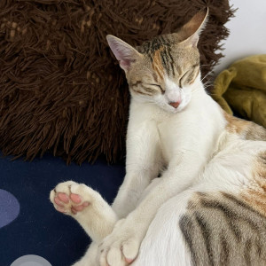 Missing: White and Grey Female Indie Cat from New bloom high school safari nagar Kothaguda-3