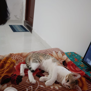 Missing: White and Grey Female Indie Cat from New bloom high school safari nagar Kothaguda-2