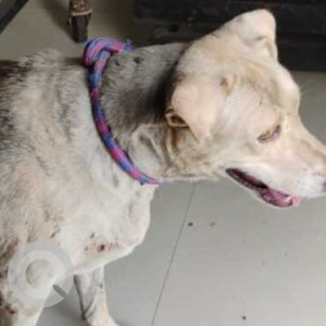 Missing: White Male Indie Dog from Sector 83, Faridabad