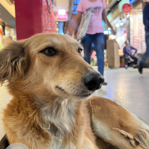 Missing: White-Brown Mix Female Indie Dog from Bengali Sweets, South Extension Part 1, New Delhi-3