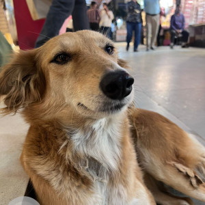 Missing: White-Brown Mix Female Indie Dog from Bengali Sweets, South Extension Part 1, New Delhi-2