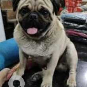 Missing: White Male Pug Dog from Greater Noida, Surajpur near by Dharampal Market Kapil Book Depot