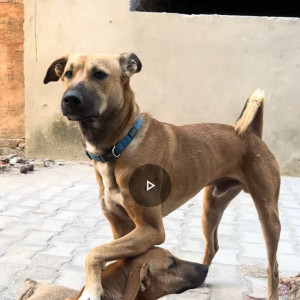 Missing: Brown Male Indie Dog from Block A, New Friends Colony, New Delhi-3