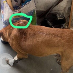 Missing: Brown Male Indie Dog from Bharati Vidyapeeth college, Madipur road-2