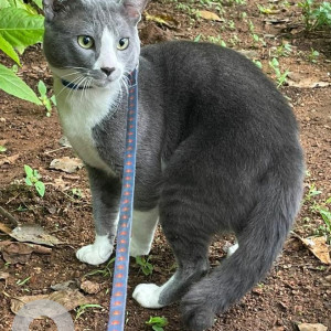 Missing: White and Grey Male short hair Russian blue Cat from Yousufguda, Sri Krishna Nagar Near Sai Ram High School-2