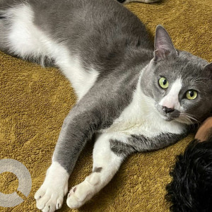 Missing: White and Grey Male short hair Russian blue Cat from Yousufguda, Sri Krishna Nagar Near Sai Ram High School-3