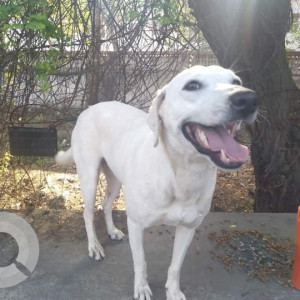 Missing: White Female Indie Dog from Empress Garden Naka, Near Race Course, Pune