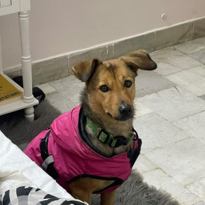 Missing: Black and Brown Female Indie (Pahadi) Dog from Lodhi Colony railway station-2