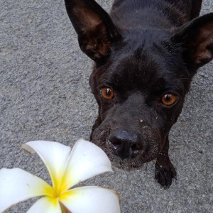 Missing: Black Female Indie Dog from Ambamata scheme C road-2