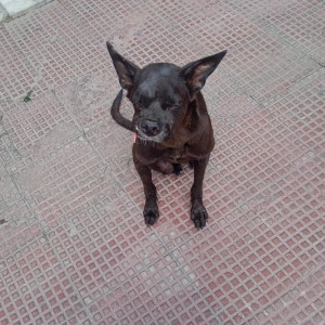 Missing: Black Female Indie Dog from Ambamata scheme C road-4