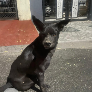 Missing: Black Female Indie Dog from Ambamata scheme C road