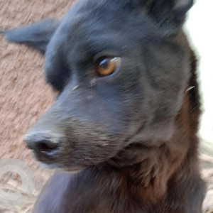 Missing: Black Female Indie Dog from Ambamata scheme C road-3
