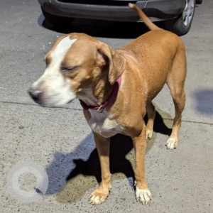 Missing: White-Brown Mix Female Boxer-Indie  mix Dog from East kidwai Nagar near South Market-2