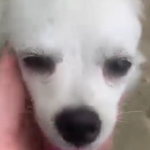 Found: White Female Pomeranian Dog from Enclave, East Delhi-2