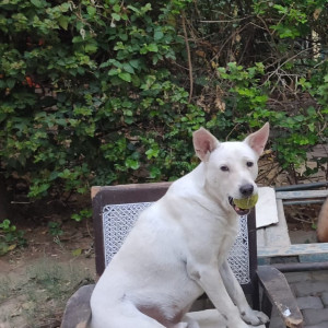 Missing: White Male Indie Dog from Pushp Vihar sector-1  50 block-2