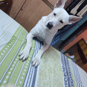 Missing: White Male Indie Dog from Pushp Vihar sector-1  50 block-4