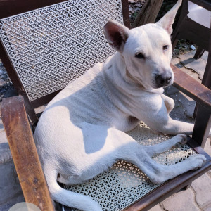 Missing: White Male Indie Dog from Pushp Vihar sector-1  50 block