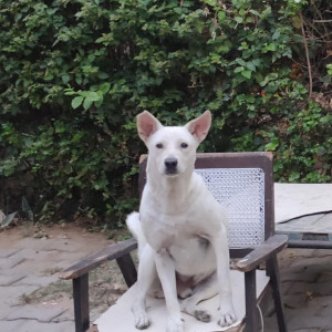 Missing: White Male Indie Dog from Pushp Vihar sector-1  50 block-3