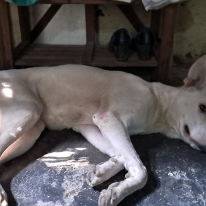 Found: White Male Indie Dog from Moti bagh-2