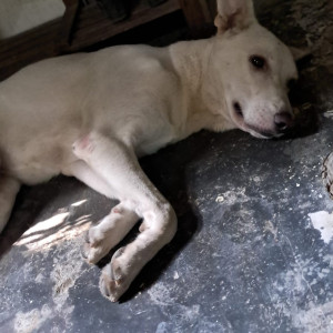 Found: White Male Indie Dog from Moti bagh