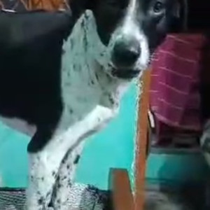 Missing: Black and White Male Indie Dog from Ambience Mall, Gate No. 16 (near Smart Bazaar)-2
