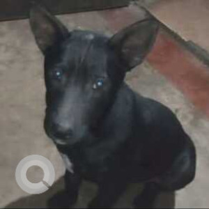 Missing: Black Male Indie Dog from Lachit Nagar, House no. 21, Guwahati