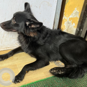 Found: Black Female Pomeranian Dog from Prem nagar Goregaon West-2