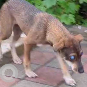 Missing: Black and Brown Female Indie Dog from Betul Dhyaan Foundation-3