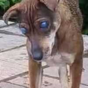 Missing: Black and Brown Female Indie Dog from Betul Dhyaan Foundation