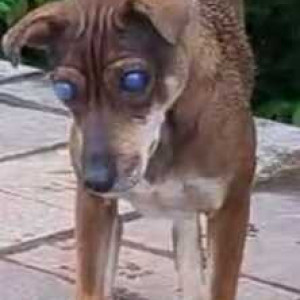 Missing: Black and Brown Female Indie Dog from Betul Dhyaan Foundation-2