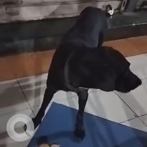 Found: Black Male Indie Dog from Sector 8, Kharghar-2