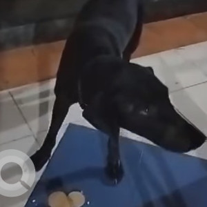Found: Black Male Indie Dog from Sector 8, Kharghar-3