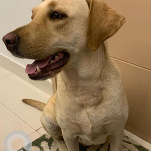 Found: White Female Labrador Dog from Budigere Cross-2