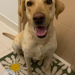Found: White Female Labrador Dog from Budigere Cross-4