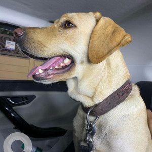 Found: White Female Labrador Dog from Budigere Cross-3