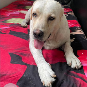 Found: White Female Labrador Dog from kismathpur
