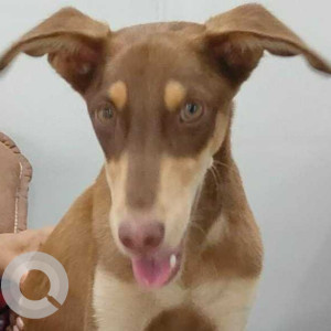 Missing: Brown Male Doberman Dog from 16 no bus stop, Thergaon Pune-2
