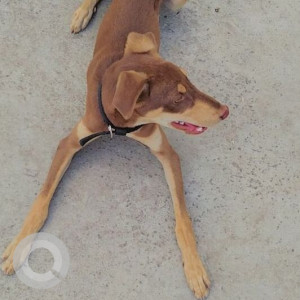 Missing: Brown Male Doberman Dog from 16 no bus stop, Thergaon Pune-3