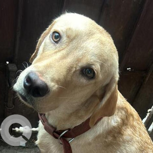 Missing: White Male Labrador Dog from Sri Ramalu Street, Santosh Nagar, Madhanandhapuram, Porur-3